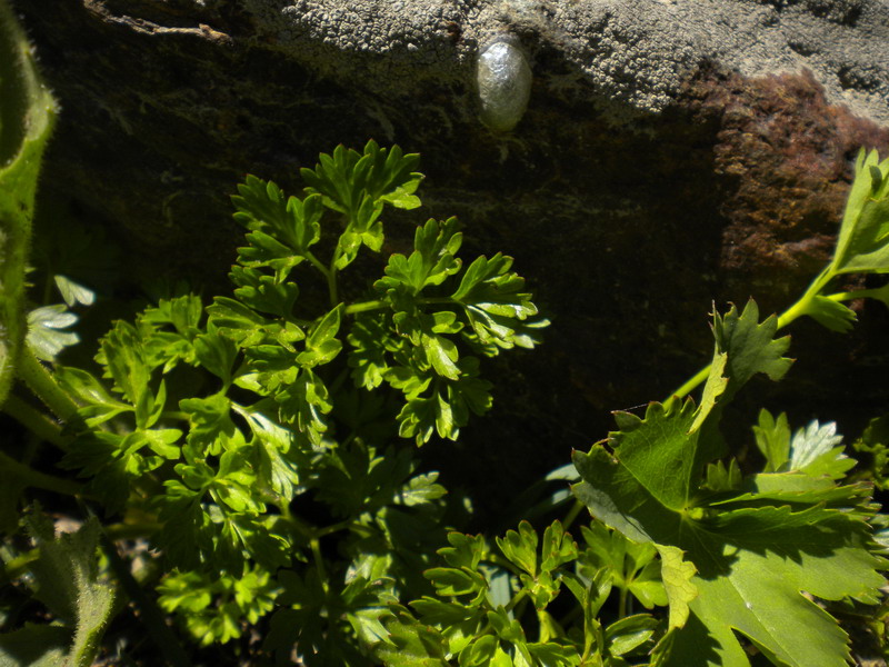 V.Aosta - Pulsatilla alpina