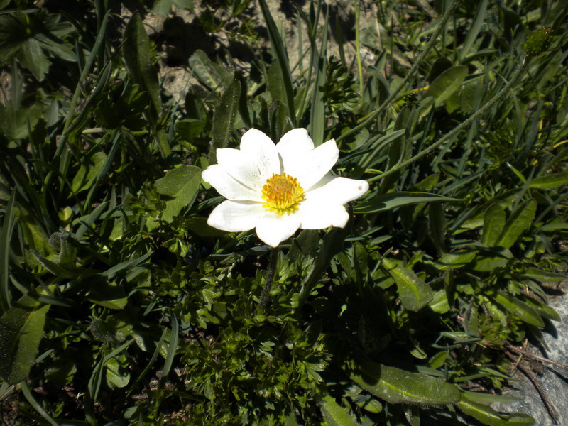V.Aosta - Pulsatilla alpina