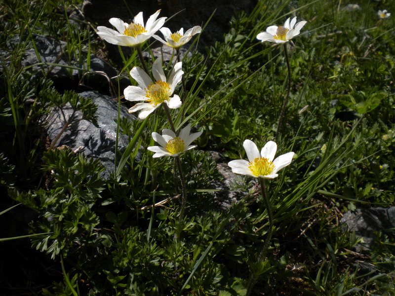 V.Aosta - Pulsatilla alpina