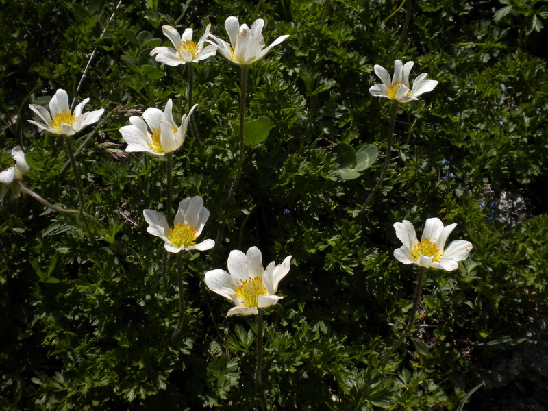 V.Aosta - Pulsatilla alpina