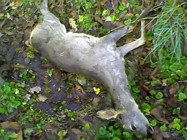 capriolo morto