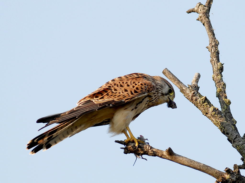 Scheda Gheppio - Falco tinnunculus