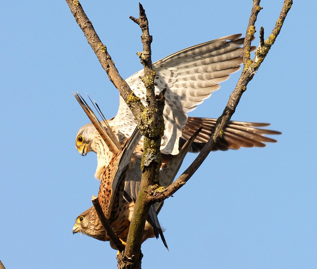Scheda Gheppio - Falco tinnunculus