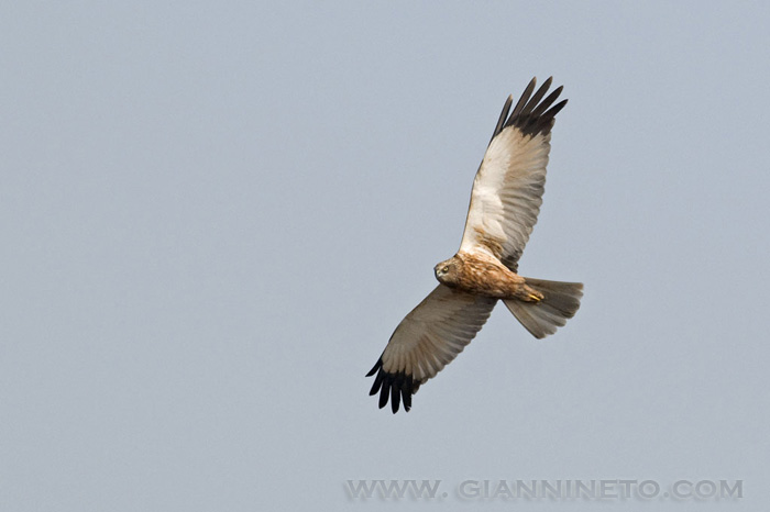 Falco di palude - Circus aeruginosus