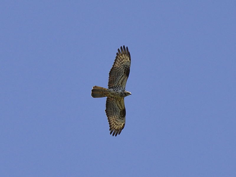 Falco pecchiaiolo - Pernis apivorus