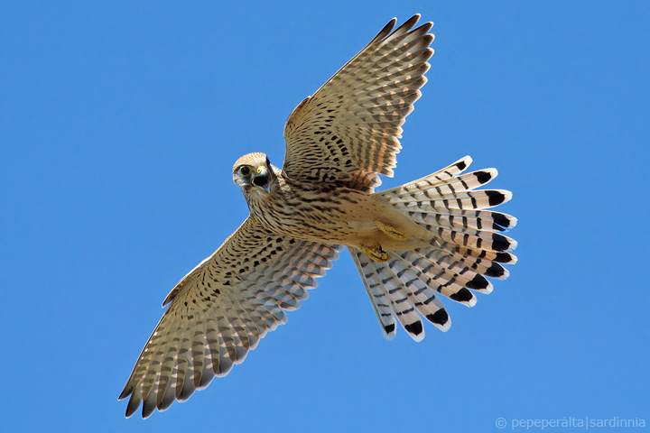 Scheda Gheppio - Falco tinnunculus