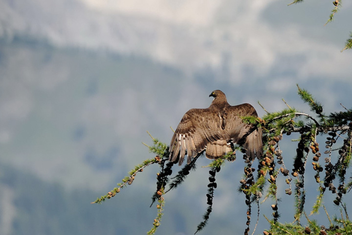 Falco pecchiaiolo - Pernis apivorus