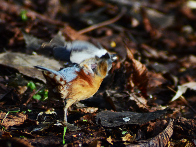 Avifauna humor
