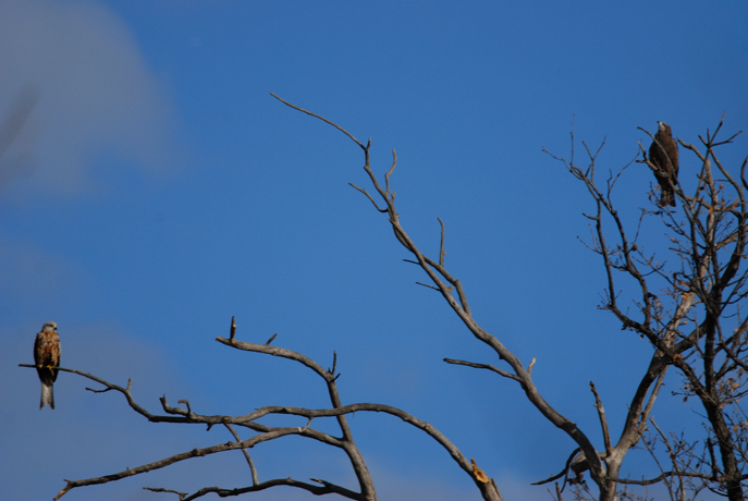 Nibbio bruno - Milvus migrans