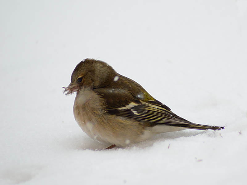 Sotto la bufera di neve...