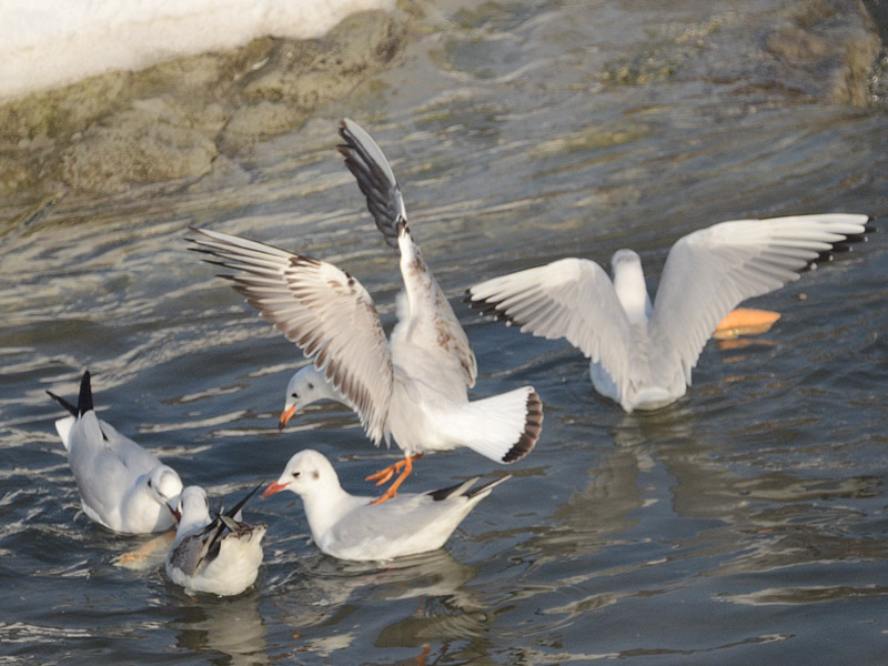 Avifauna humor