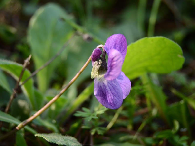 viola da determinare