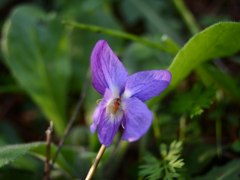 viola da determinare