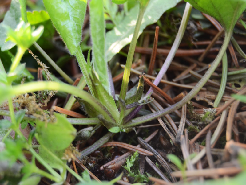 viola da determinare