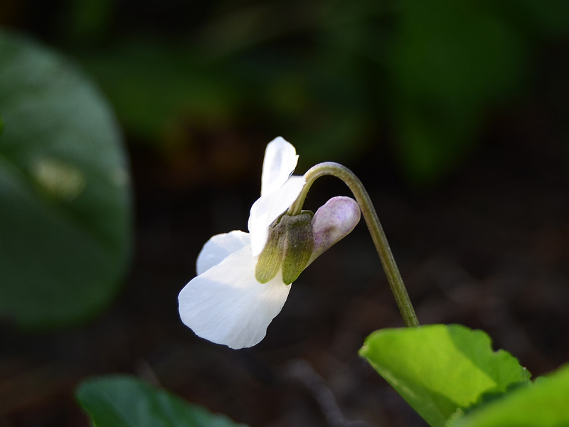 viola da determinare