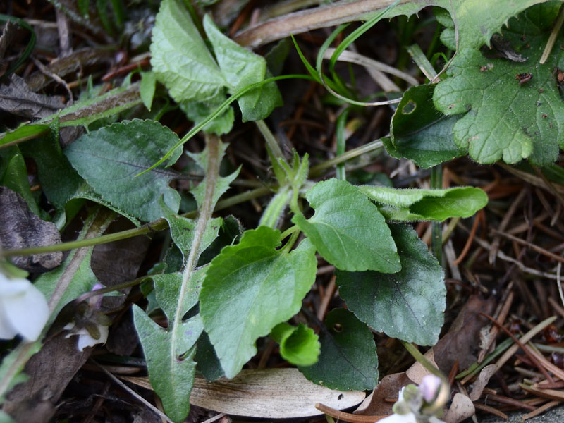 viola da determinare