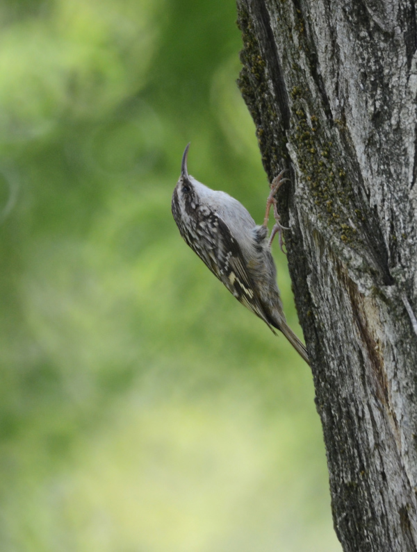 Rampichino, Certhia brachydactyla