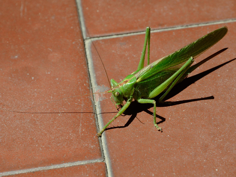 Tettigonia??