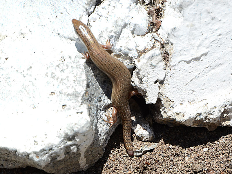 identificazioni da Creta