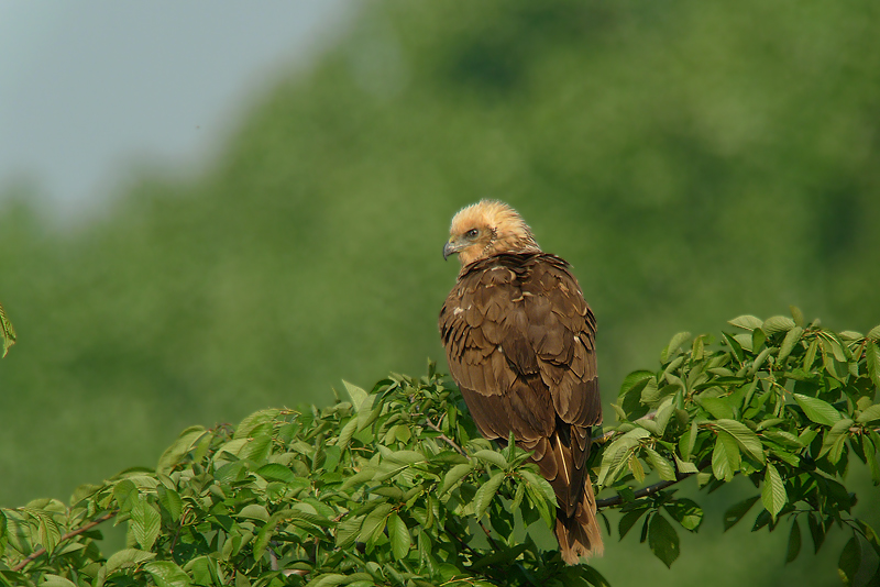 Falco di palude - Circus aeruginosus