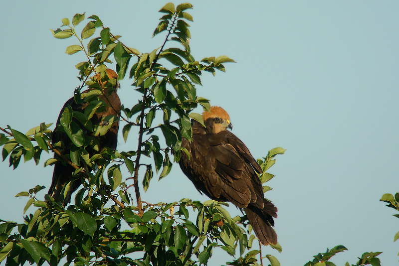 Falco di palude - Circus aeruginosus