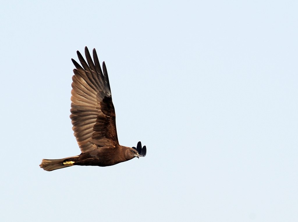 Falco di palude - Circus aeruginosus