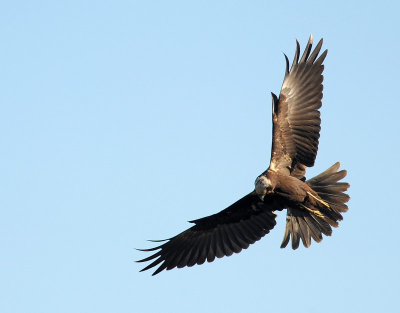 Falco di palude - Circus aeruginosus