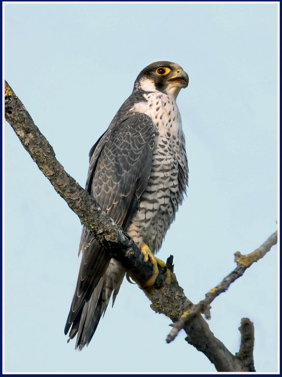 Falco pellegrino - Falco peregrinus