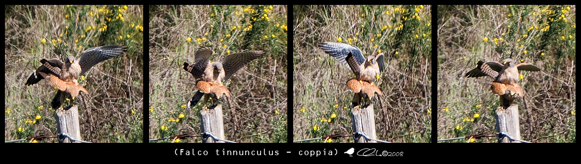 Scheda Gheppio - Falco tinnunculus