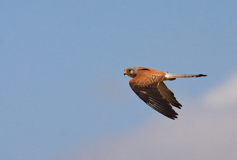 scheda Grillaio - Falco naumanni