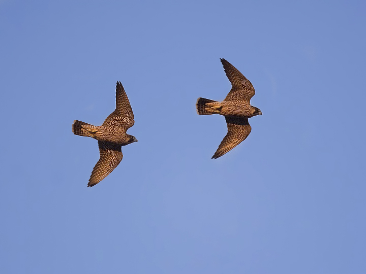 Falco pellegrino - Falco peregrinus