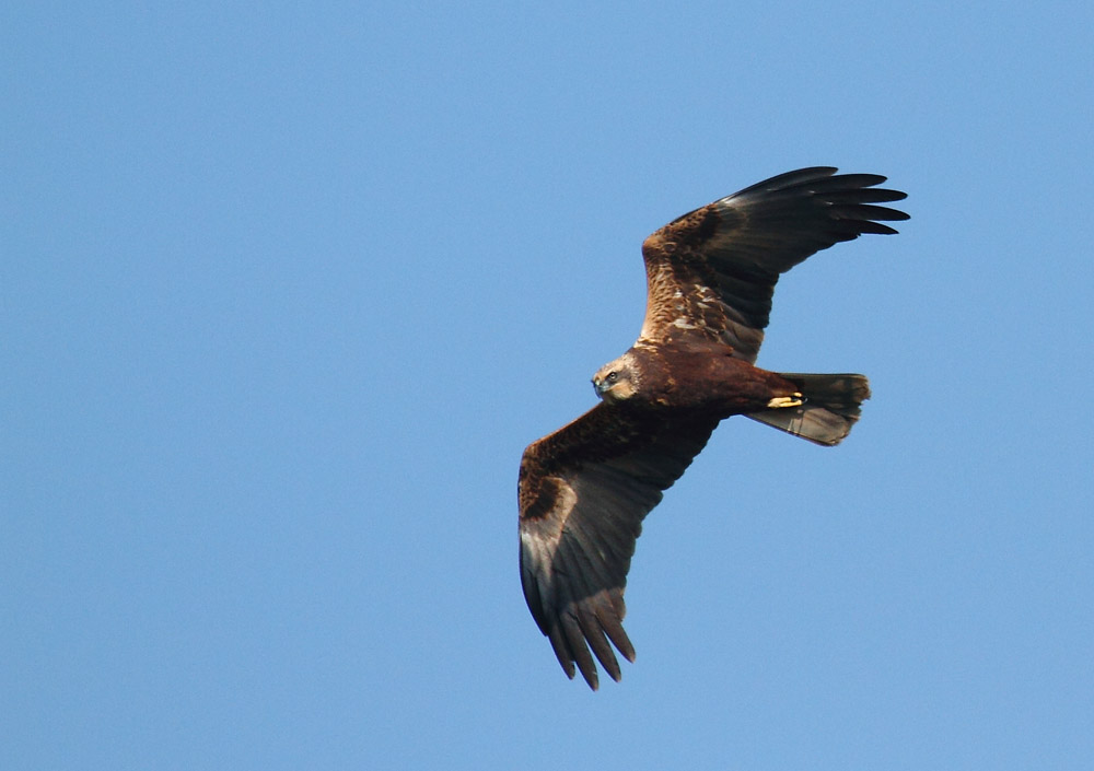 Falco di palude - Circus aeruginosus