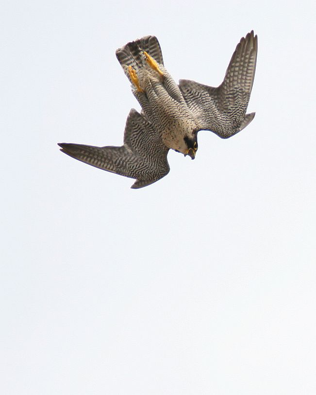 Falco pellegrino - Falco peregrinus