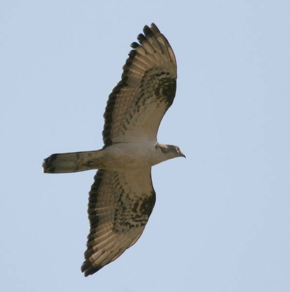 Falco pecchiaiolo - Pernis apivorus