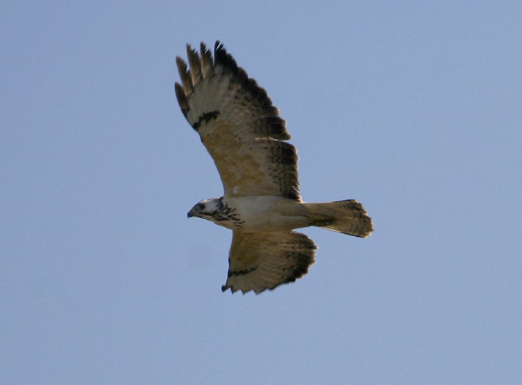 Poiana - Buteo buteo