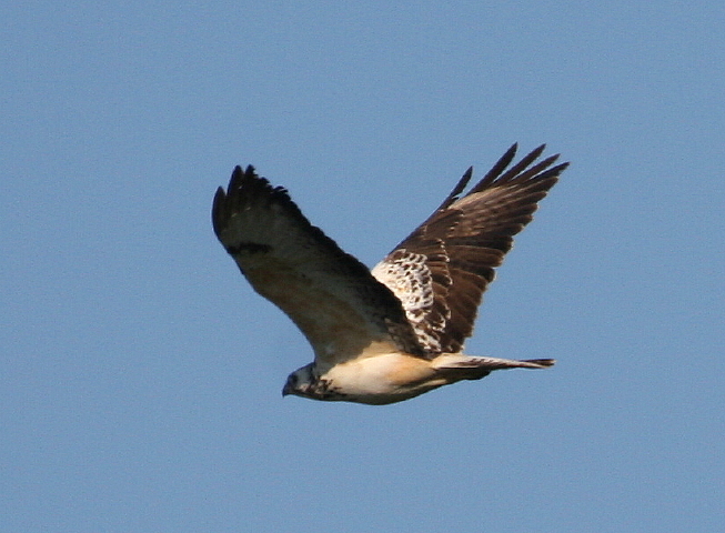Poiana - Buteo buteo