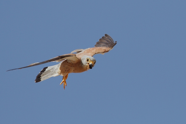 scheda Grillaio - Falco naumanni