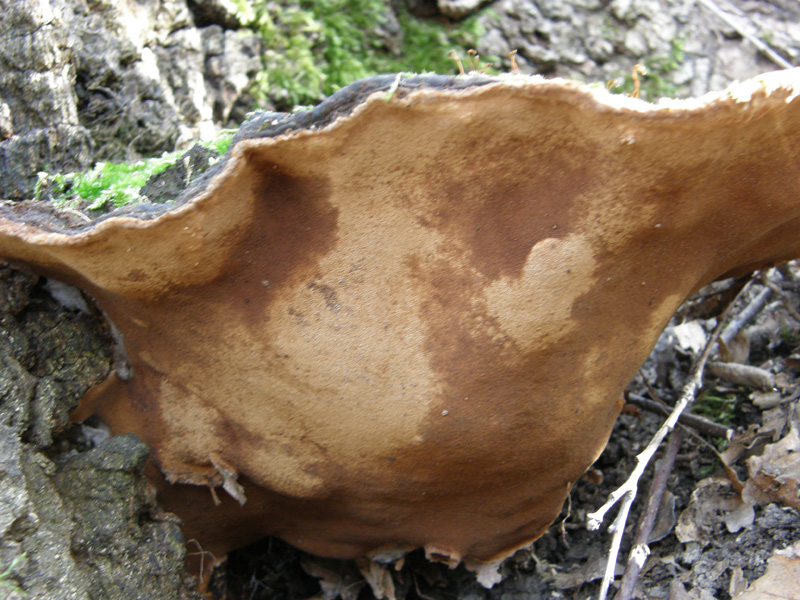 ritrovamento2 (Phellinus torulosus)