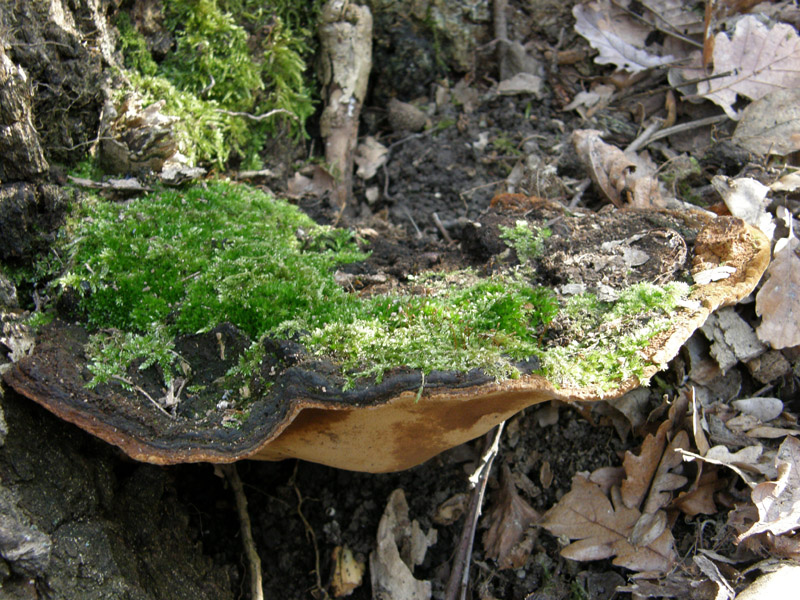 ritrovamento2 (Phellinus torulosus)