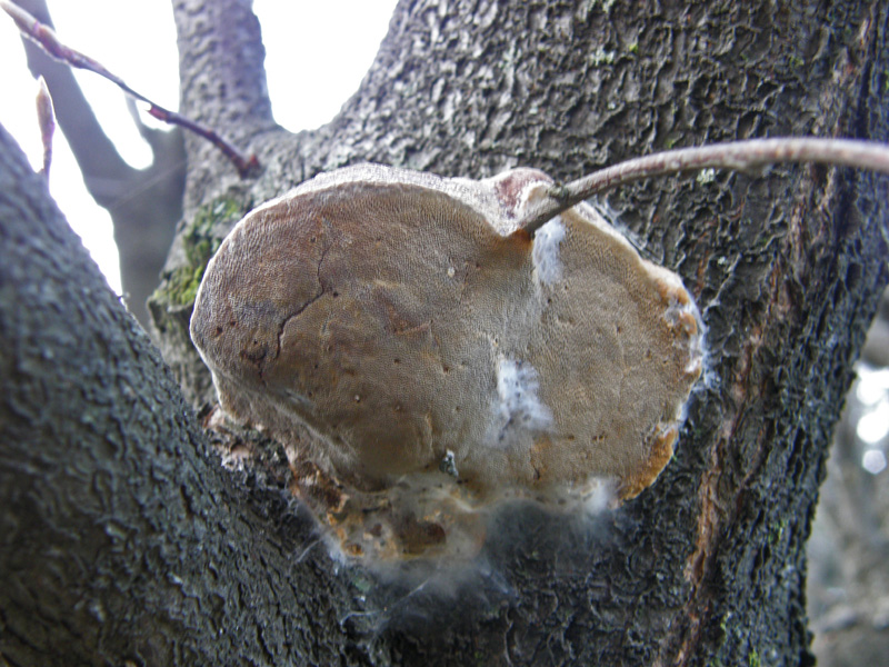 Phellinus robustus? (Phellinus pomaceus)