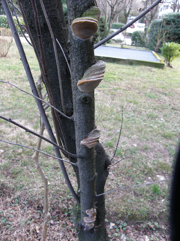Phellinus robustus? (Phellinus pomaceus)