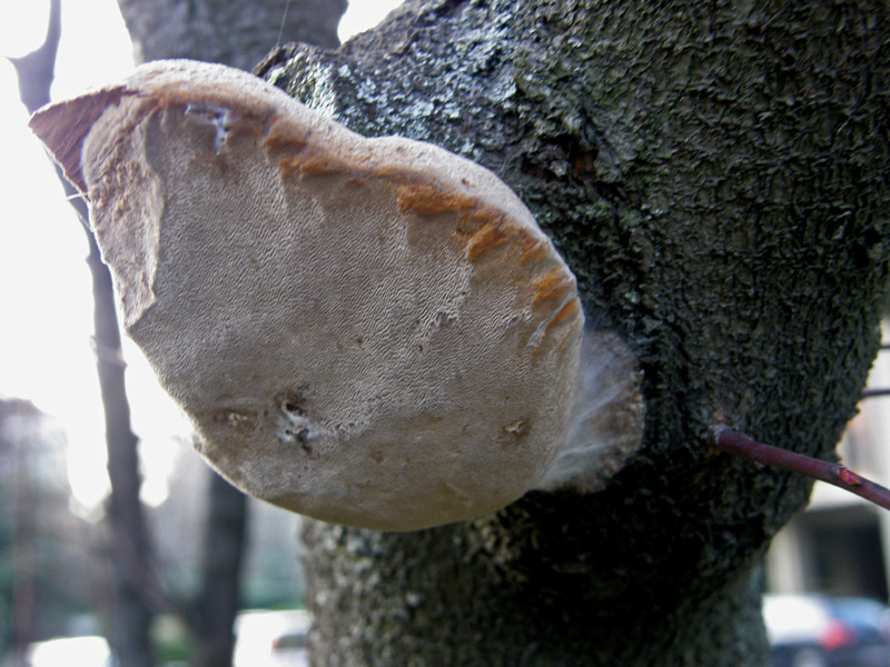 Phellinus robustus? (Phellinus pomaceus)