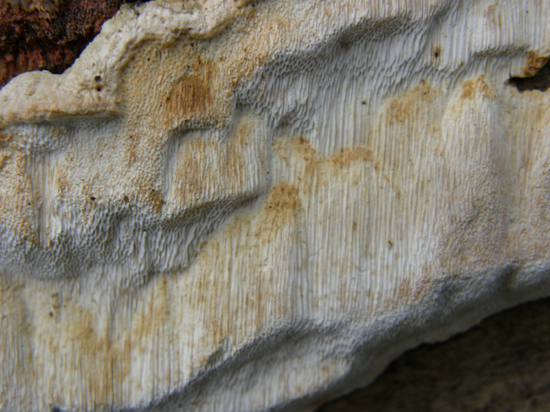 ritrovamento4 (Antrodia albida)