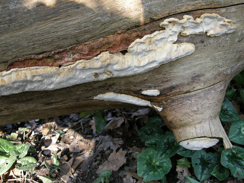ritrovamento4 (Antrodia albida)