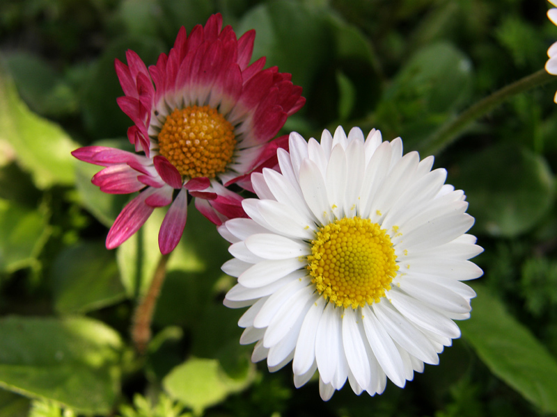 Bellis timida