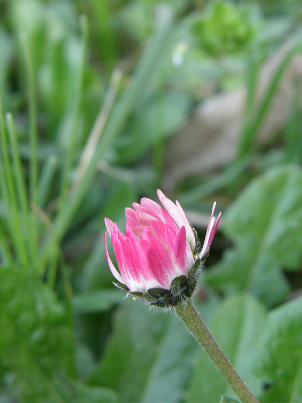 Bellis timida