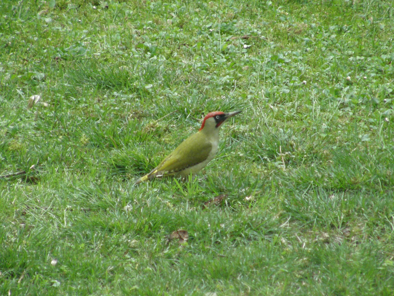 dalla finestra di casa...