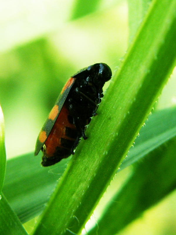 Cercopis arcuata, Emilia Romagna