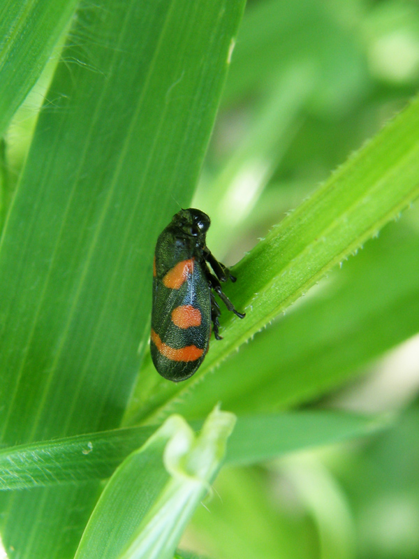 Cercopis arcuata, Emilia Romagna