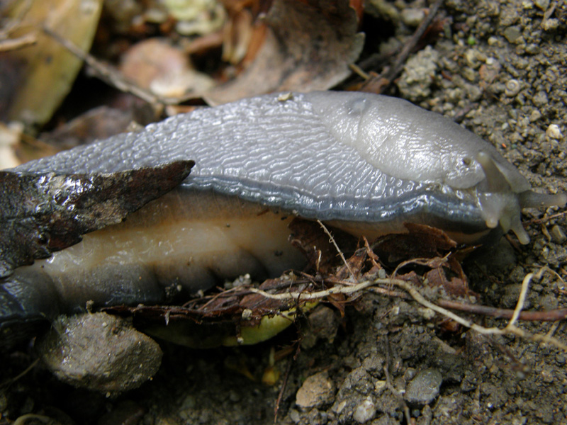 Limax aldrovandi Moquin-Tandon 1855 da Bologna